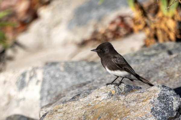 Black Phoebe