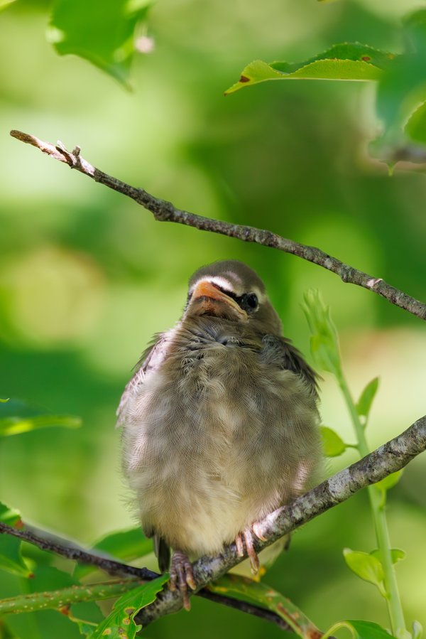 Cedar Waxwing