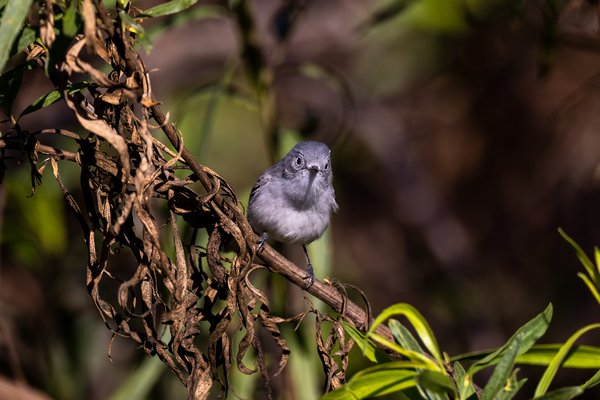 Blue-gray Gnatcatcher