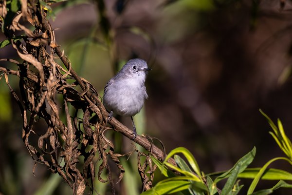 Blue-gray Gnatcatcher