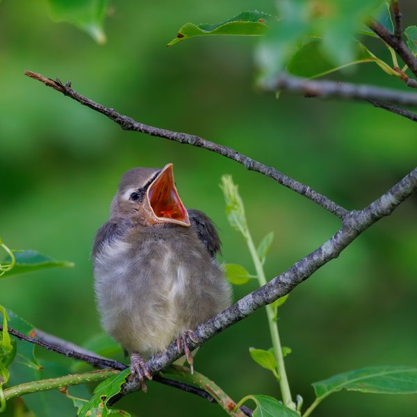 Cedar Waxwing
