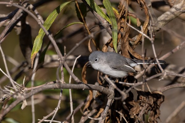 Blue-gray Gnatcatcher
