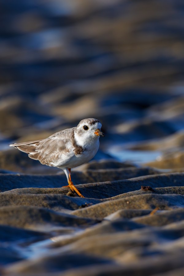 Piping Plover