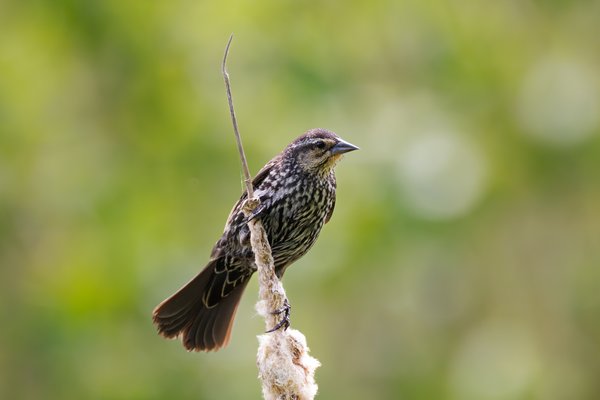Red-winged Blackbird