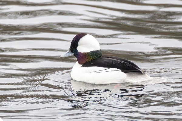 Bufflehead