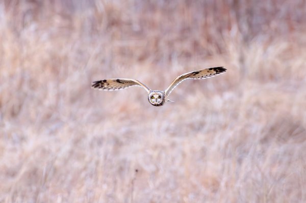 Short-eared Owl