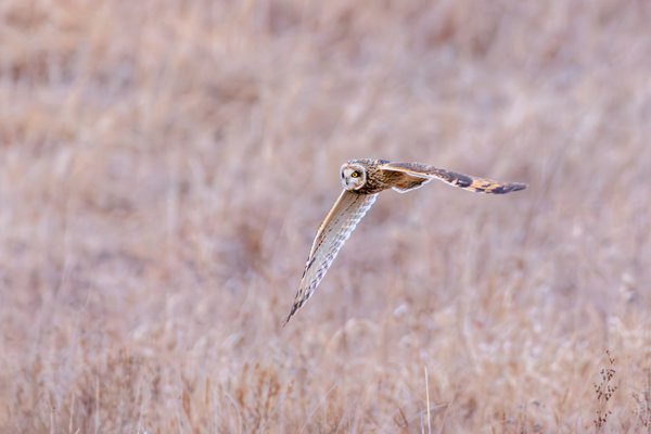 Short-eared Owl