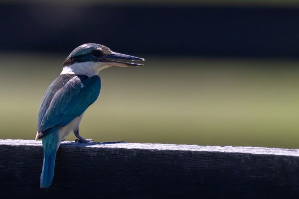 Sacred Kingfisher