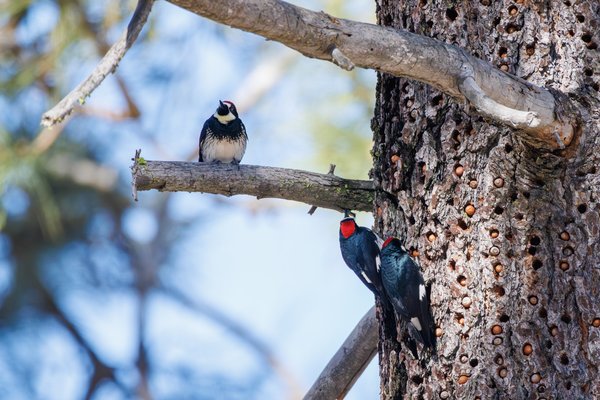 Acorn Woodpecker