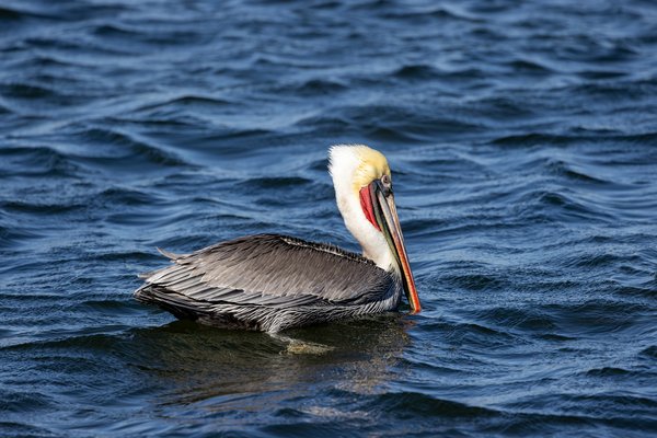 Brown Pelican