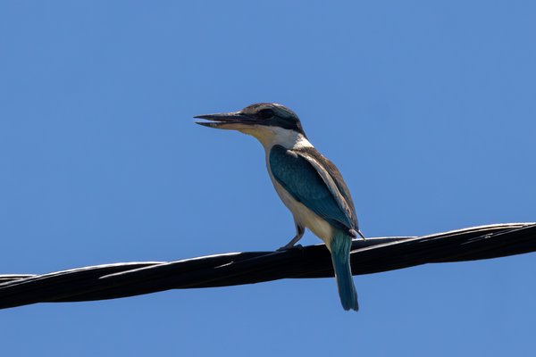 Sacred Kingfisher