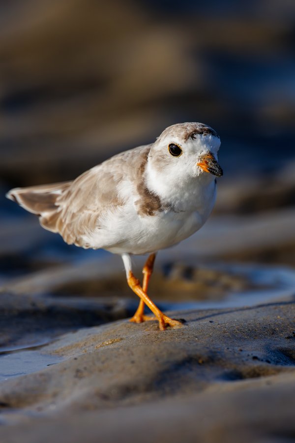 Piping Plover