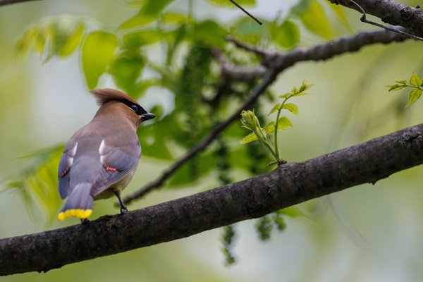 Cedar Waxwing