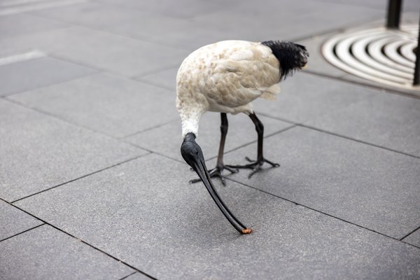 Australian White Ibis