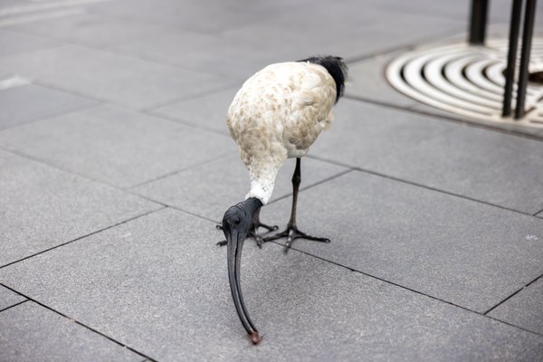 Australian White Ibis