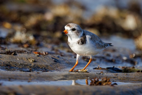 Piping Plover