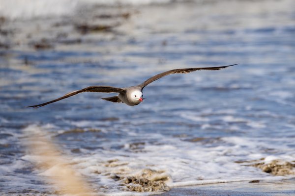 Heermann's Gull