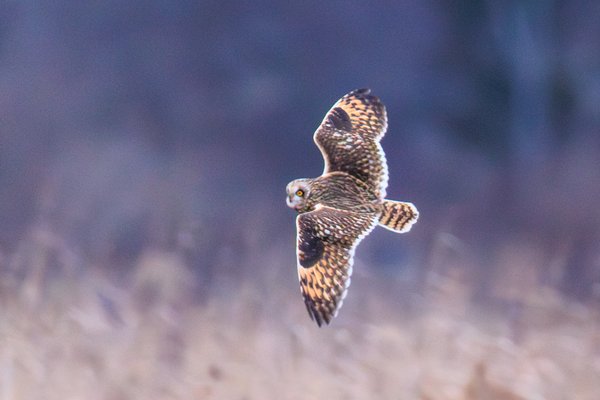 Short-eared Owl