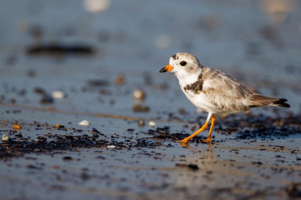 Piping Plover
