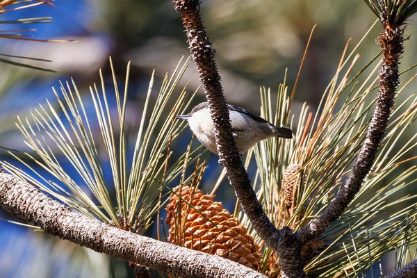 Pygmy Nuthatch