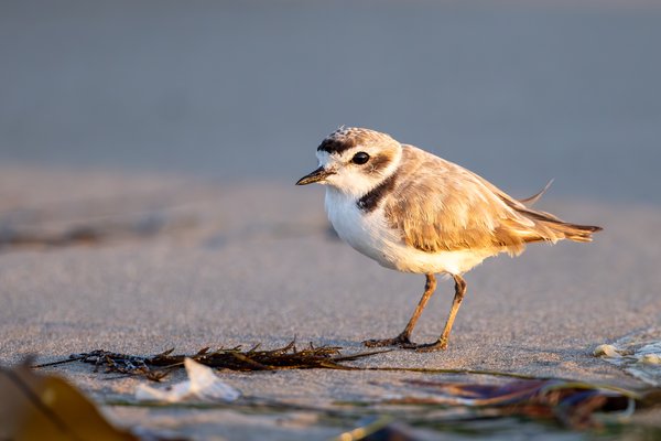 Snowy Plover
