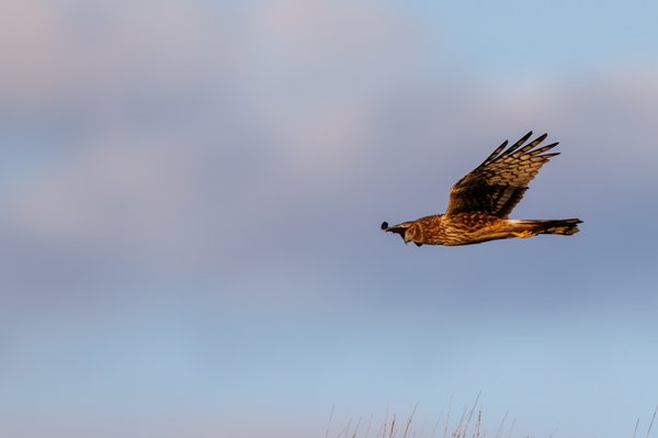 Northern Harrier