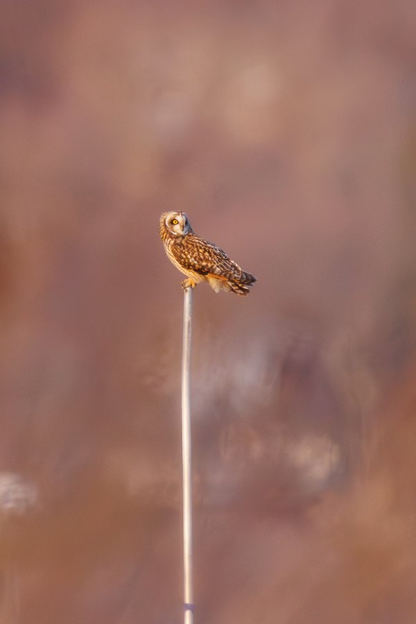 Short-eared Owl