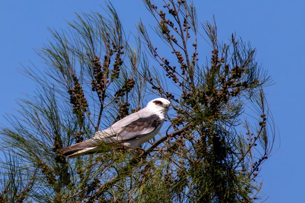 Black-shouldered Kite