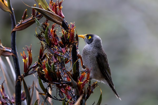 Noisy Miner