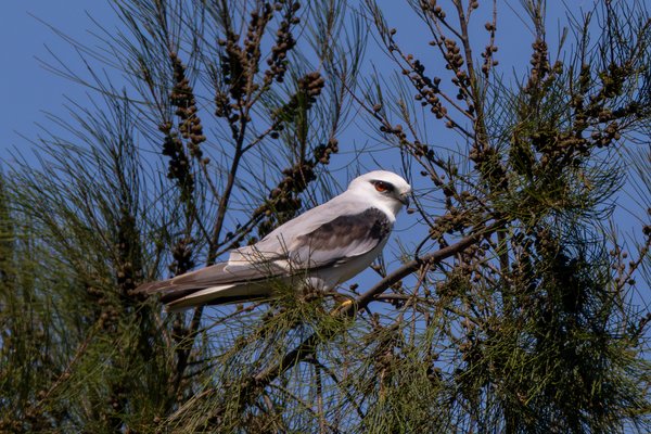 Black-shouldered Kite