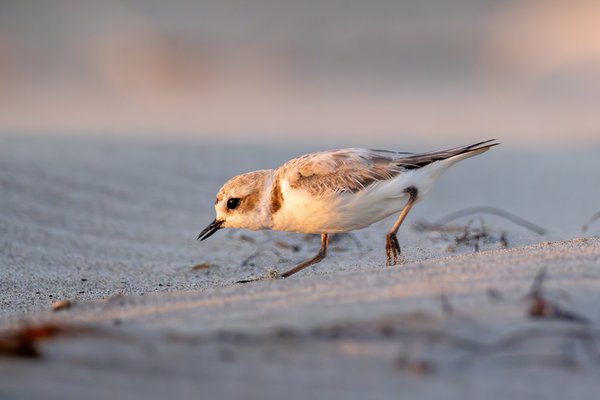 Snowy Plover