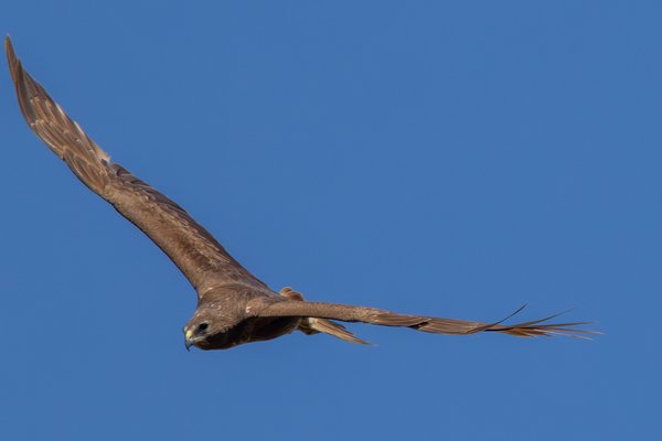 Swamp Harrier