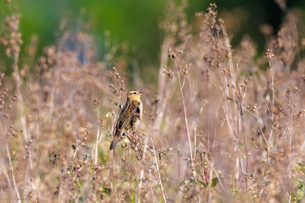 Bobolink