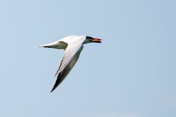 Caspian Tern