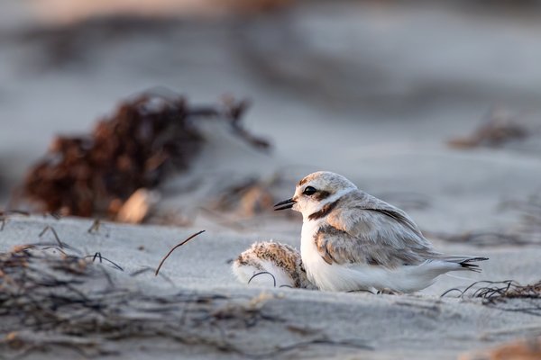 Snowy Plover