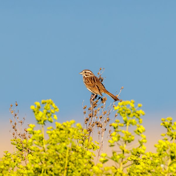 Song Sparrow