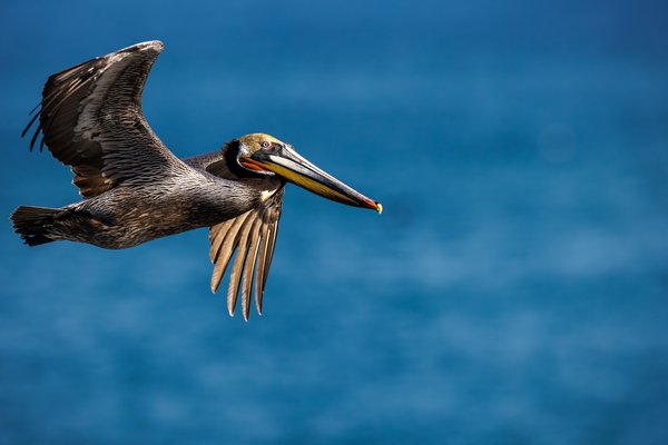 Brown Pelican