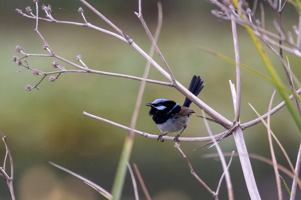 Superb Fairywren