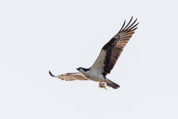 Osprey