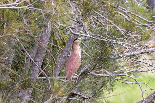 Nankeen Night-Heron
