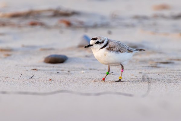Snowy Plover