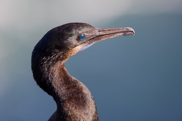 Brandt's Cormorant