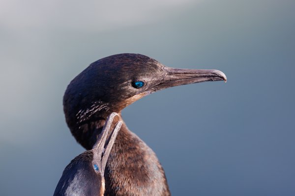 Brandt's Cormorant