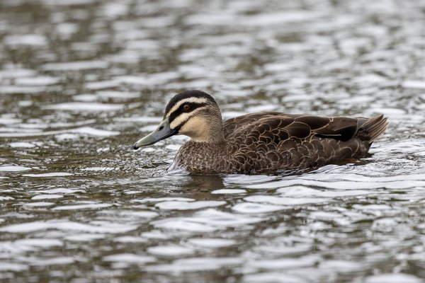 Pacific Black Duck