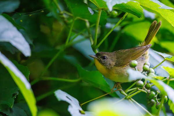 Common Yellowthroat