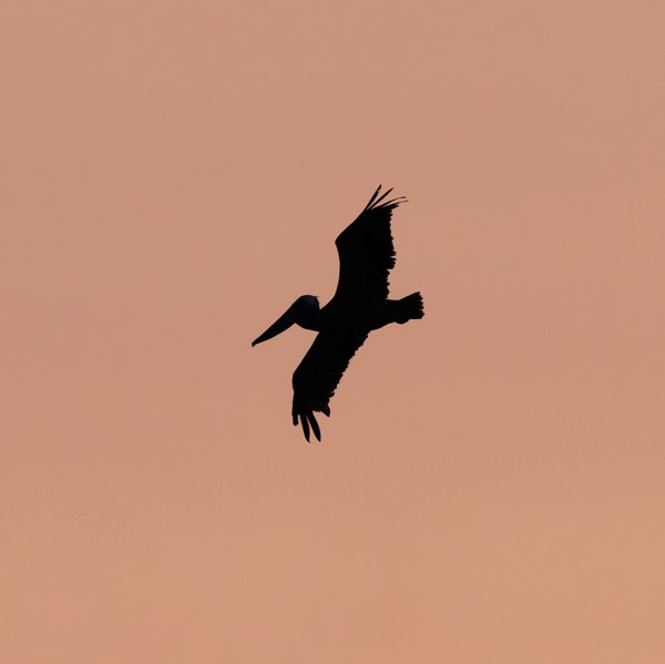 Brown Pelican
