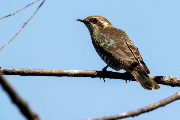 Shining Bronze-Cuckoo