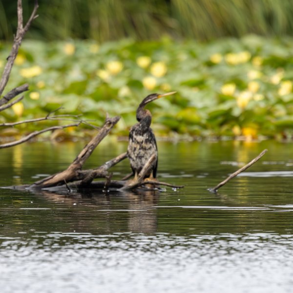 Australasian Darter