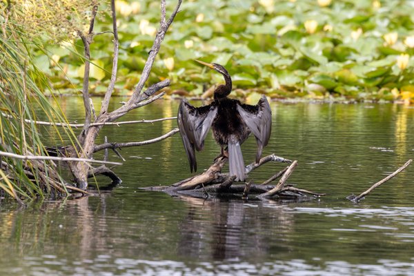 Australasian Darter