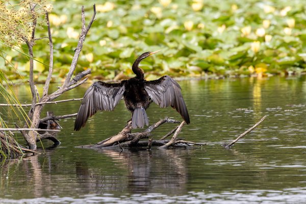 Australasian Darter